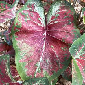 Caladium 'New Dawn'