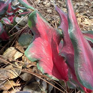 Caladium 'Sheer Magic'