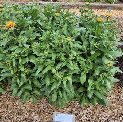 Echibeckia 'Sugar Shake'