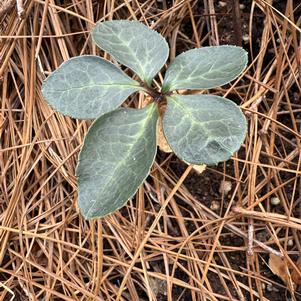 Helleborus 'Magico'