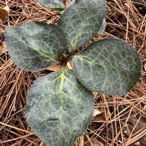 Helleborus 'Cherisa'