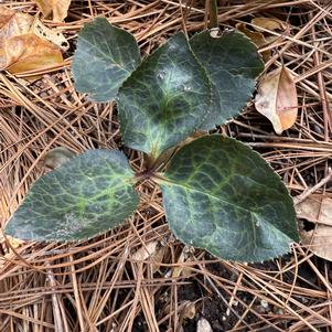 Helleborus 'Cosmio'