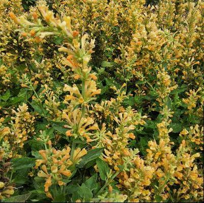Agastache 'Peach Pearl'