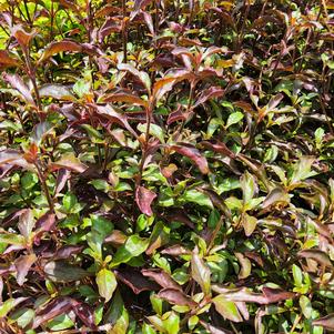 Alternanthera 