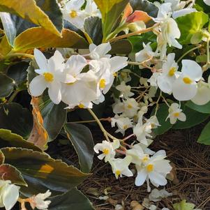 Begonia 'White Bronze Leaf'