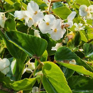 Begonia 'White Improved'