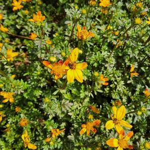Bidens 'Petites Orange'