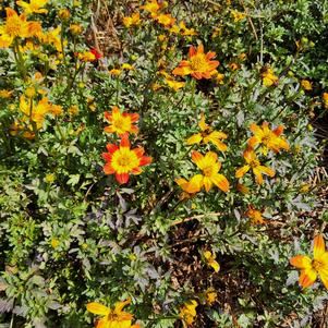 Bidens 'Petites Red'