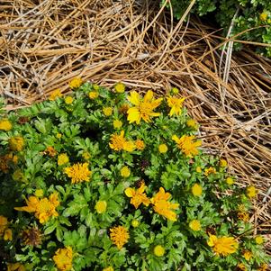 Bidens 'Petites Yellow'
