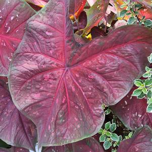 Caladium 'Burst My Bubble'