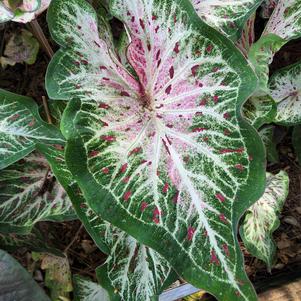 Caladium 'Heart N Soul'