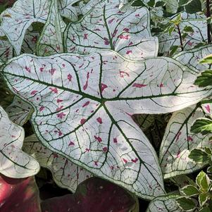 Caladium 'Moonlit Confetti'