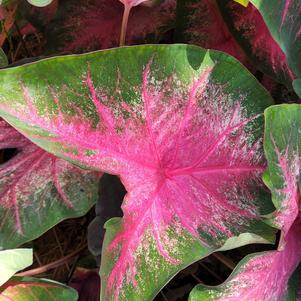 Caladium 'Passionate Pink'