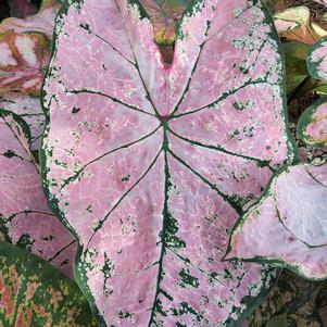 Caladium 'Pink Splash'