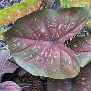 Caladium 'Rain or Shine'