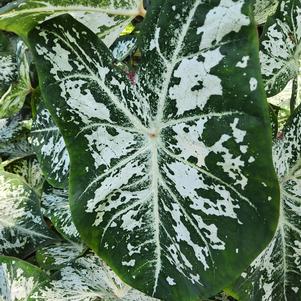 Caladium 'Snow Flurry'