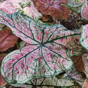 Caladium 'Splash of Wine'