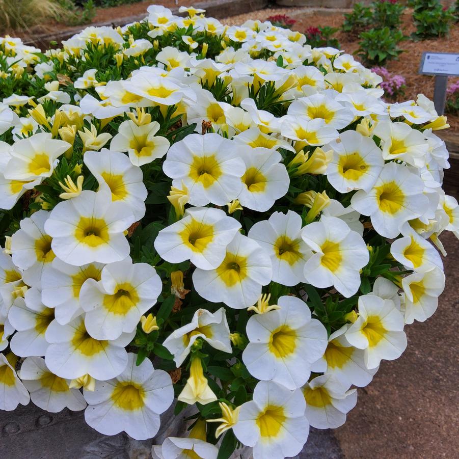 Calibrachoa 'Frosty Lemon'