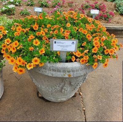 Calibrachoa 'Orange Kiss'