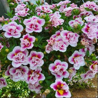Calibrachoa 'Uno Double PinkTastic'