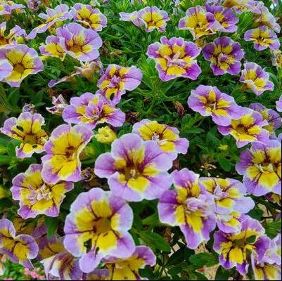 Calibrachoa hybrid 'Double Mardi Gras'