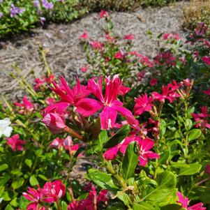 Catharanthus 'Double Rosy Red'