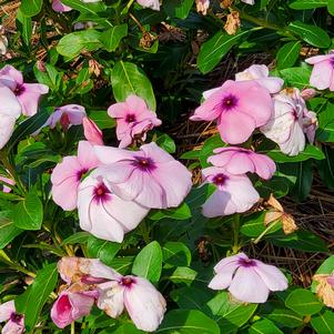Catharanthus roseus 'Blackberry Crush'