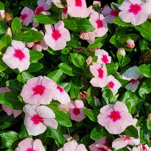 Catharanthus roseus 'Blush Splash'