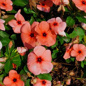 Catharanthus roseus 'Papaya Crush'