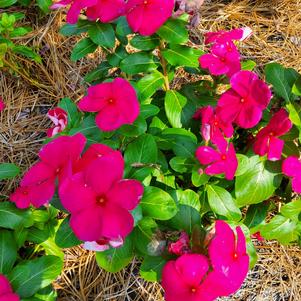 Catharanthus roseus 'Raspberry Crush'