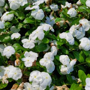 Catharanthus roseus 'White'
