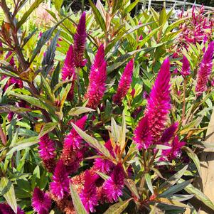 Celosia 'Dark Purple'