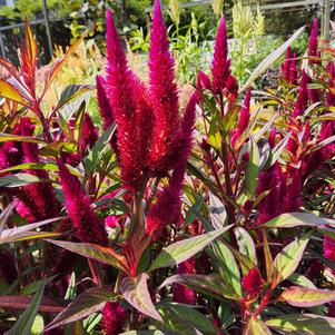 Celosia 'Lipstick'