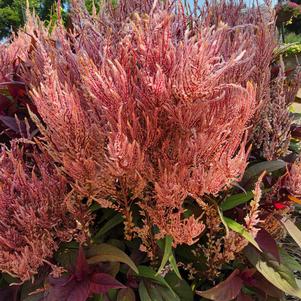Celosia 26OSI-03 