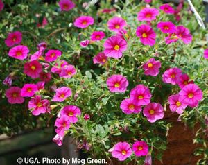 Calibrachoa 'Noa Mega Raspberry'