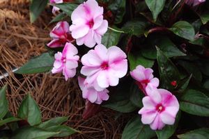 Impatiens hawkerii 'Harmony Raspberry Cream' New Guinea Impatiens