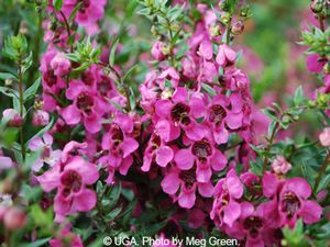 Angelonia Carita Raspberry