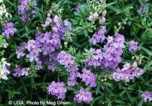 Angelonia 'carita Lavender 09'