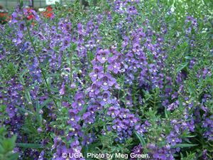 Angelonia 'Alonia Purple'