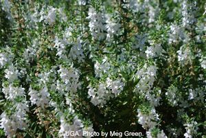 Angelonia Carita White 09