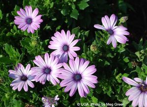 Osteospermum 'Ostica Pink Crown'