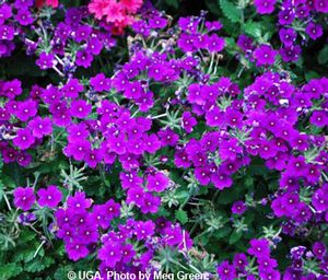 Verbena 'Lanai Royal Purple'