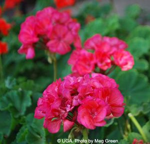 Pelargonium hortorum 'Pre Intro Survivor Salmon Pink' Geranium