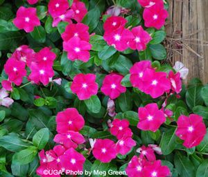 Catharanthus roseus 'Cora Cascade Cherry' Vinca