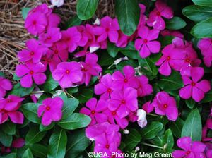 Catharanthus roseus 'Cora Cascade Magenta' Vinca