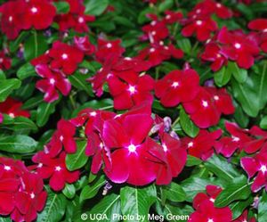 Catharanthus roseus 'Pacifica XP Cranberry' Vinca