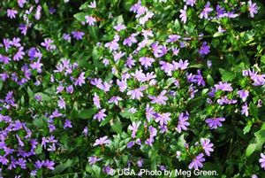 Scaevola 'Bombay Dark Blue'