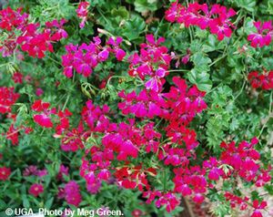 Pelargonium 'Tornado Carmine' Geranium