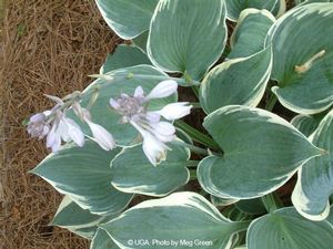 Hosta hybrid (Plantain Lily)