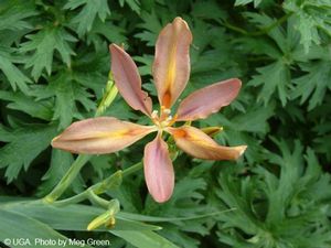 Pardancanda norrisii (Candy Lily)